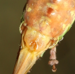 Antaxius chopardi