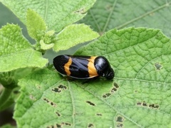 Cosmoscarta abdominalis