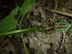 Lysimachia vulgaris