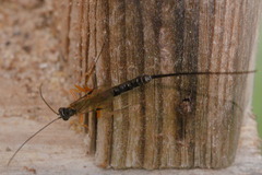 Dolichomitus imperator