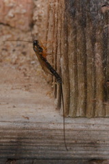 Dolichomitus imperator