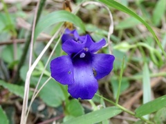 Torenia concolor