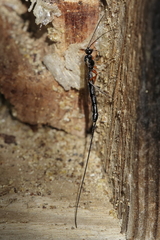 Dolichomitus imperator