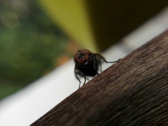 Brachycera