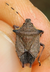 Picromerus nigridens