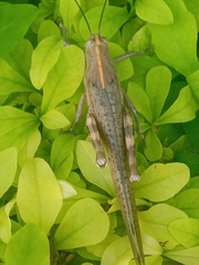 Anacridium aegyptium