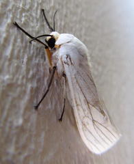 Ustjuzhania lineata