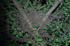 Gorsachius melanolophus