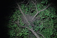 Gorsachius melanolophus