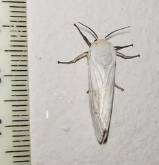 Ustjuzhania lineata