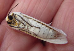 Ustjuzhania lineata