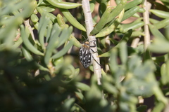 Julodis