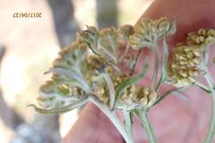 Helichrysum natalitium
