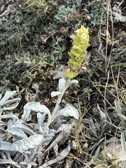Sideritis catillaris