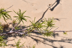 Chilopsis linearis arcuata