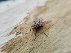 Brachycera