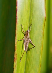 Requena baraya