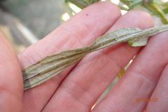 Helichrysum natalitium