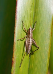 Requena baraya