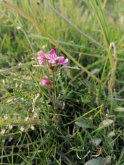 Pedicularis sudetica interioroides