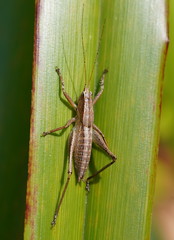 Requena baraya