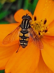 Helophilus pendulus