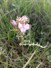 Pedicularis sudetica interioroides