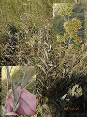 Helichrysum natalitium