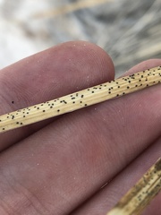 Kellermania yuccigena