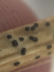 Kellermania yuccigena