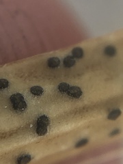 Kellermania yuccigena