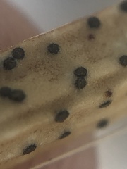 Kellermania yuccigena