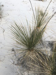 Kellermania yuccigena