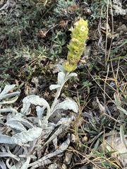 Sideritis catillaris