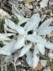 Sideritis catillaris