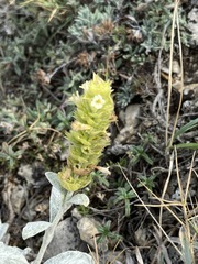 Sideritis catillaris