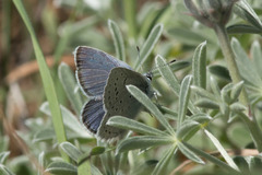 Icaricia icarioides missionensis