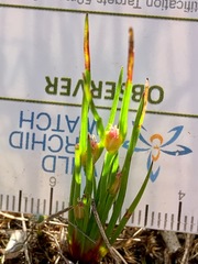 Centrolepis aristata