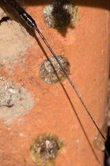 Dolichomitus imperator
