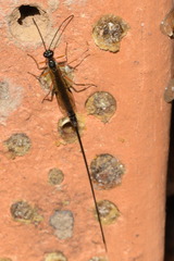 Dolichomitus imperator