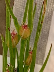 Centrolepis aristata