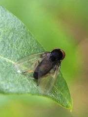 Platypezinae