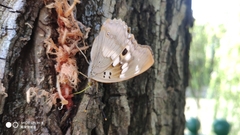 Apatura ilia