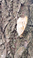 Apatura ilia