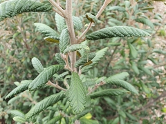 Pomaderris apetala maritima