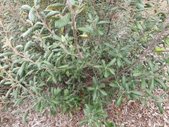 Pomaderris apetala maritima