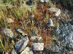 Utricularia chrysantha