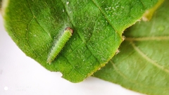 Hestina assimilis