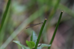 Agriocnemis rubricauda