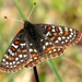 Bay Checkerspot - Photo (c) Liam O'Brien, some rights reserved (CC BY-NC), uploaded by Liam O'Brien